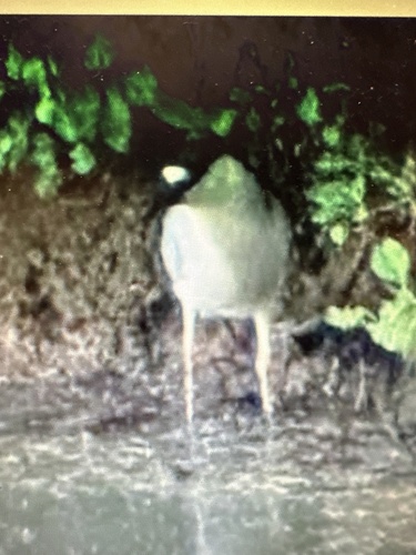 Black-crowned Night Heron photographed in Kentucky