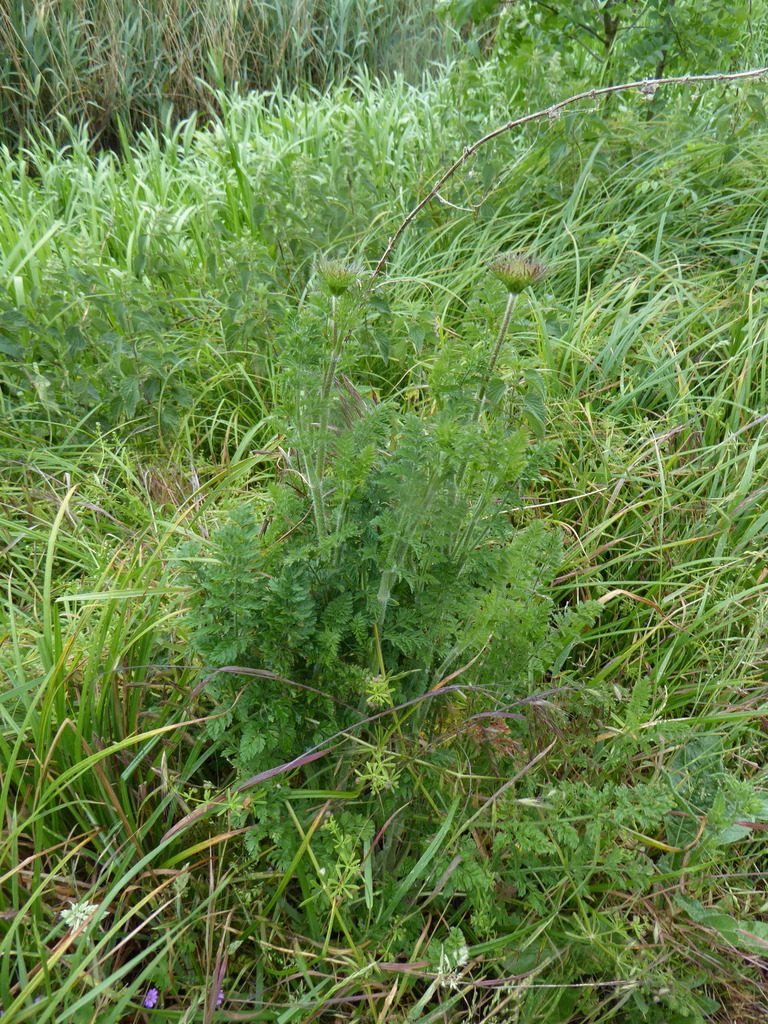Daucus carota