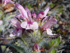 Pedicularis hirsuta