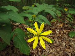 Silphium asteriscus