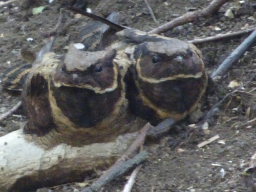 Subspecies Lyncornis macrotis macropterus · iNaturalist