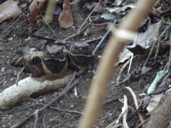 Lyncornis macrotis macropterus