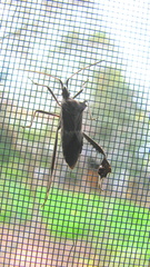 Leptoglossus zonatus