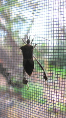 Leptoglossus zonatus