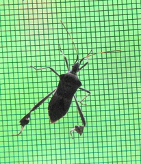 Leptoglossus zonatus