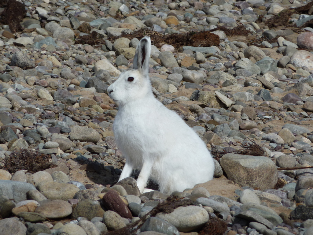 Arctic Hare