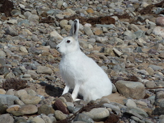 Lepus arcticus