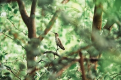 Trochilidae