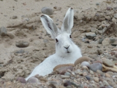 Lepus arcticus