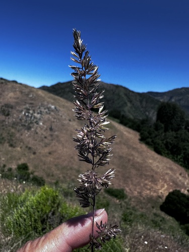 prairie Junegrass (Koeleria macrantha)