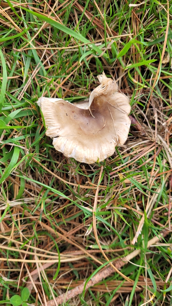 Russula amoenolens · May 2025 · photo: © eyrezer (iNaturalist, cc-by)