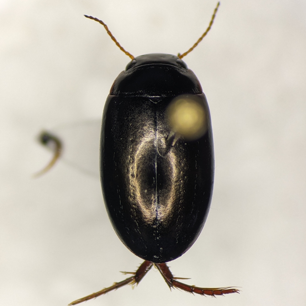 Ilybius confertus