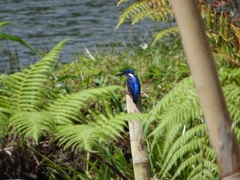 Alcedo atthis hispidoides