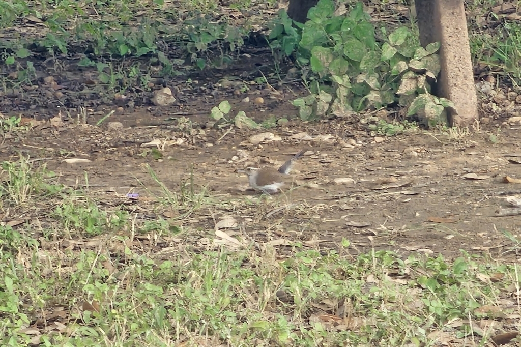 Texas Wren