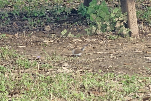 Texas Wren