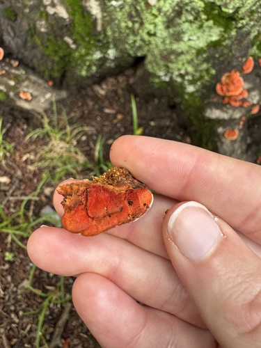 Trametes coccinea