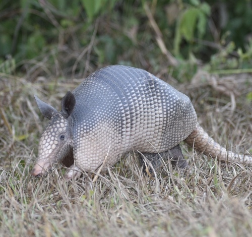 West Andean Long-nosed Armadillo, photo 2 of 10