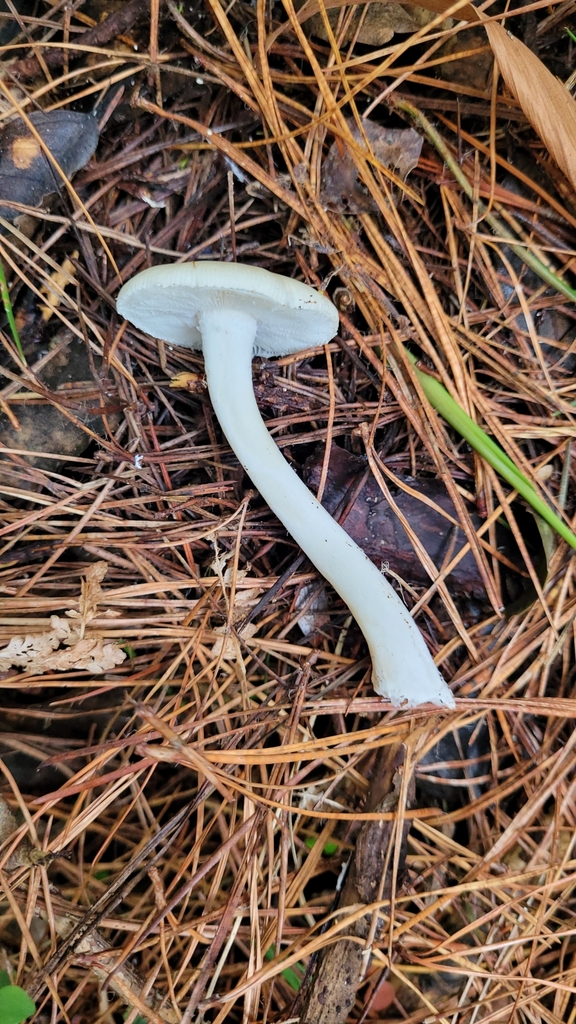 Amanita junquillea · May 2025 · photo: © eyrezer (iNaturalist, cc-by)