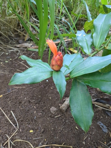 Costus scaber observed 2025-05-27