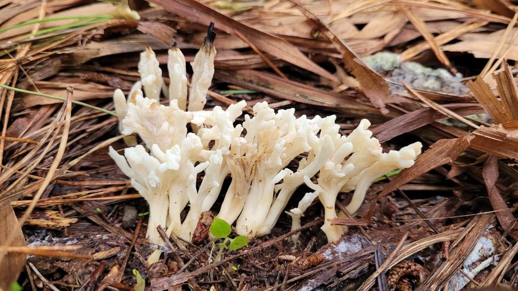 Clavulina rugosa · May 2025 · photo: © eyrezer (iNaturalist, cc-by)