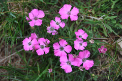 Dianthus pavonius