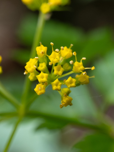 Hairy-jointed Meadow-parsnip (Thaspium barbinode)