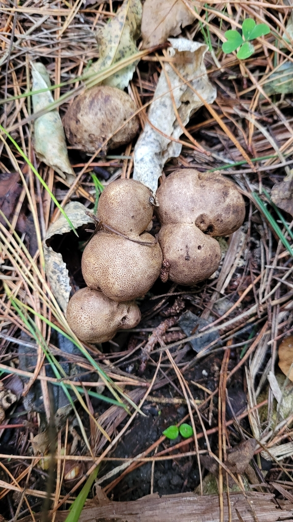Scleroderma bovista · May 2025 · photo: © eyrezer (iNaturalist, cc-by)