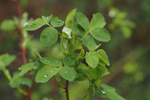 Nootka Rose foliage