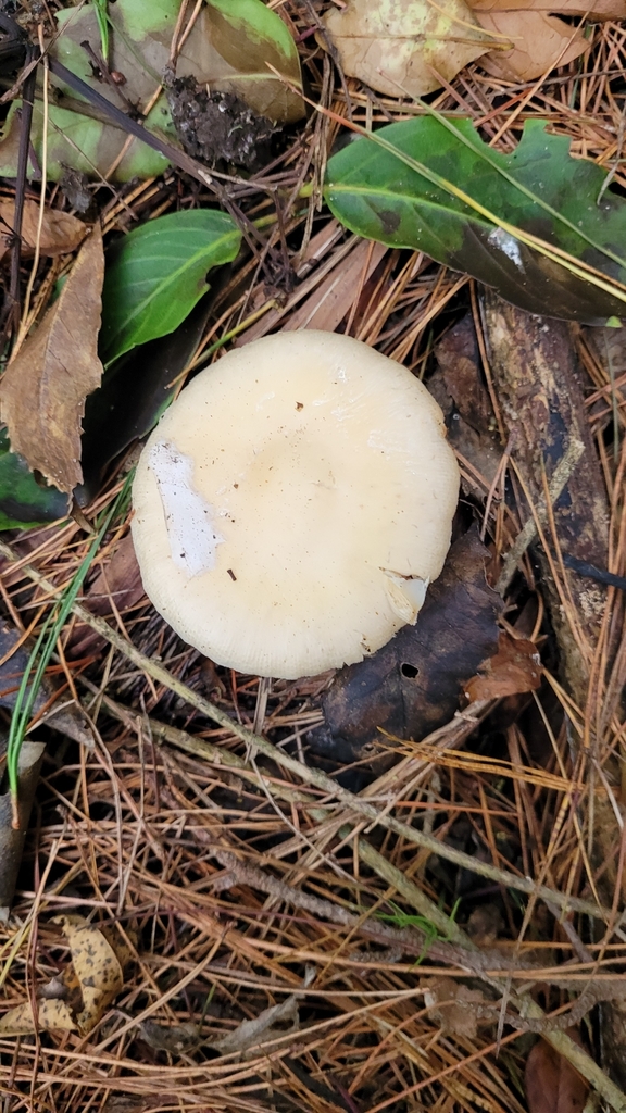 Amanita junquillea · May 2025 · photo: © eyrezer (iNaturalist, cc-by)