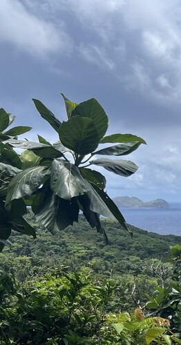 Artocarpus treculianus