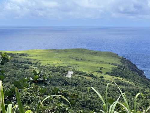 Artocarpus treculianus