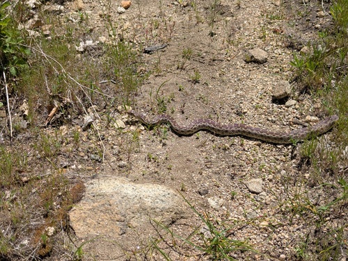 iNaturalist observation photo of Gopher Snake