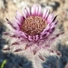 Erigeron eriocephalus - Photo (c) Simon Crameri, algunos derechos reservados (CC BY-NC), subido por Simon Crameri