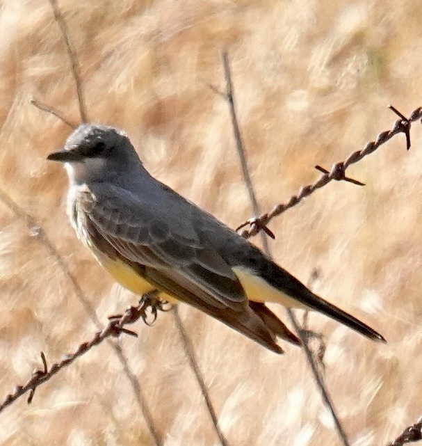 Tyrannus vociferans xenopterus