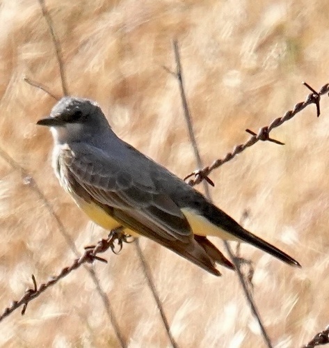 Tyrannus vociferans xenopterus