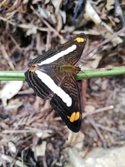 Adelpha basiloides