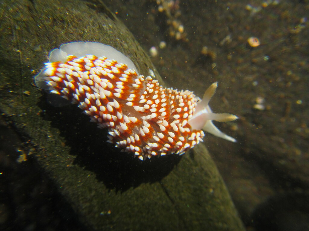 Flameback