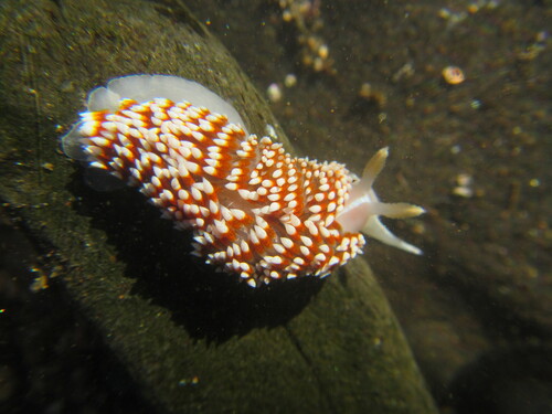 Phidiana lottini (Lesson, 1831)