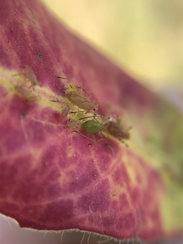 Beeblossom Aphid photo 5