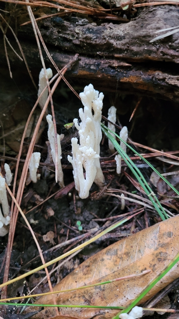Clavulina rugosa · May 2025 · photo: © eyrezer (iNaturalist, cc-by)