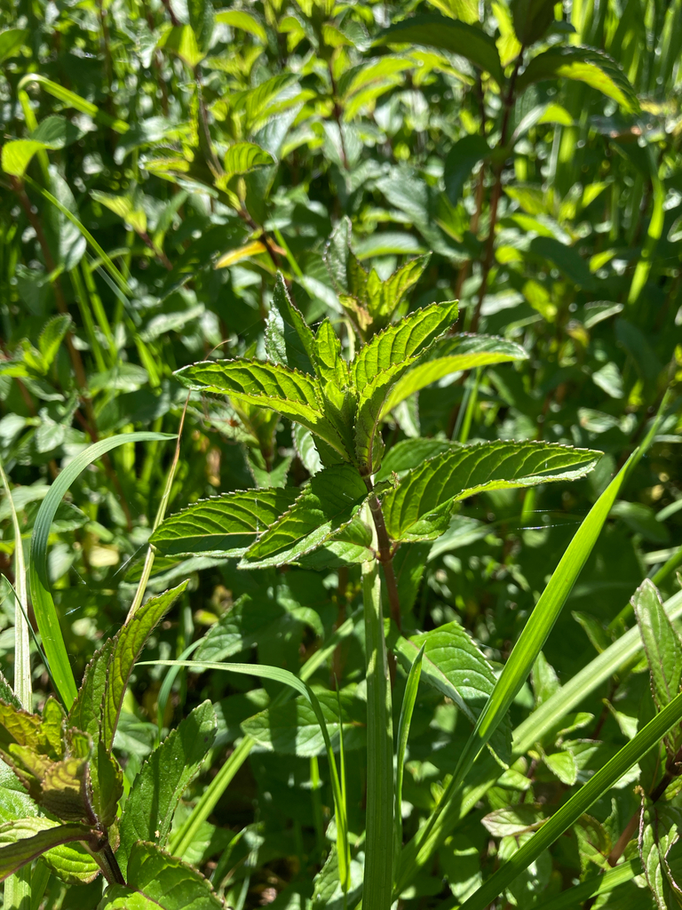 Mentha