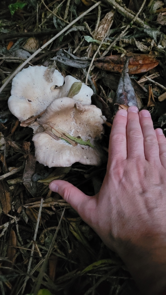 Clitocybe nebularis · May 2025 · photo: © eyrezer (iNaturalist, cc-by)