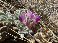 Astragalus newberryi var. newberryi