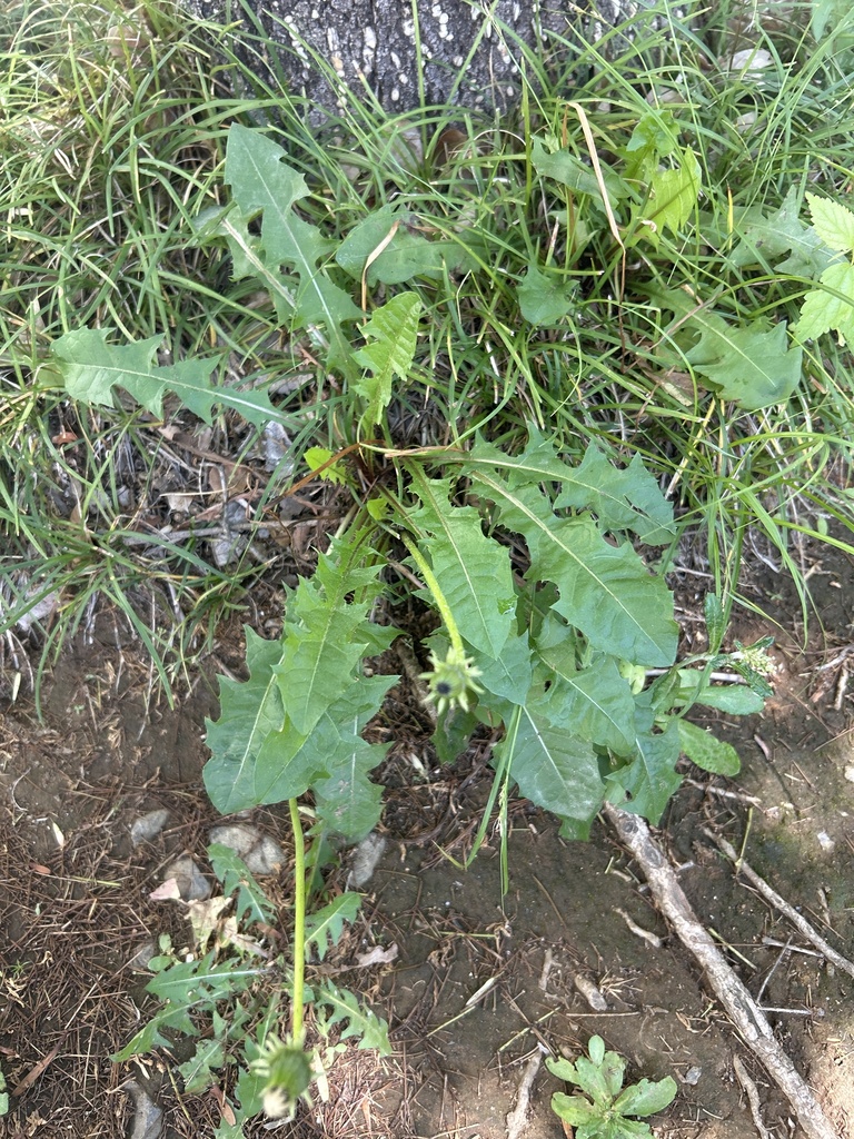 Taraxacum officinale