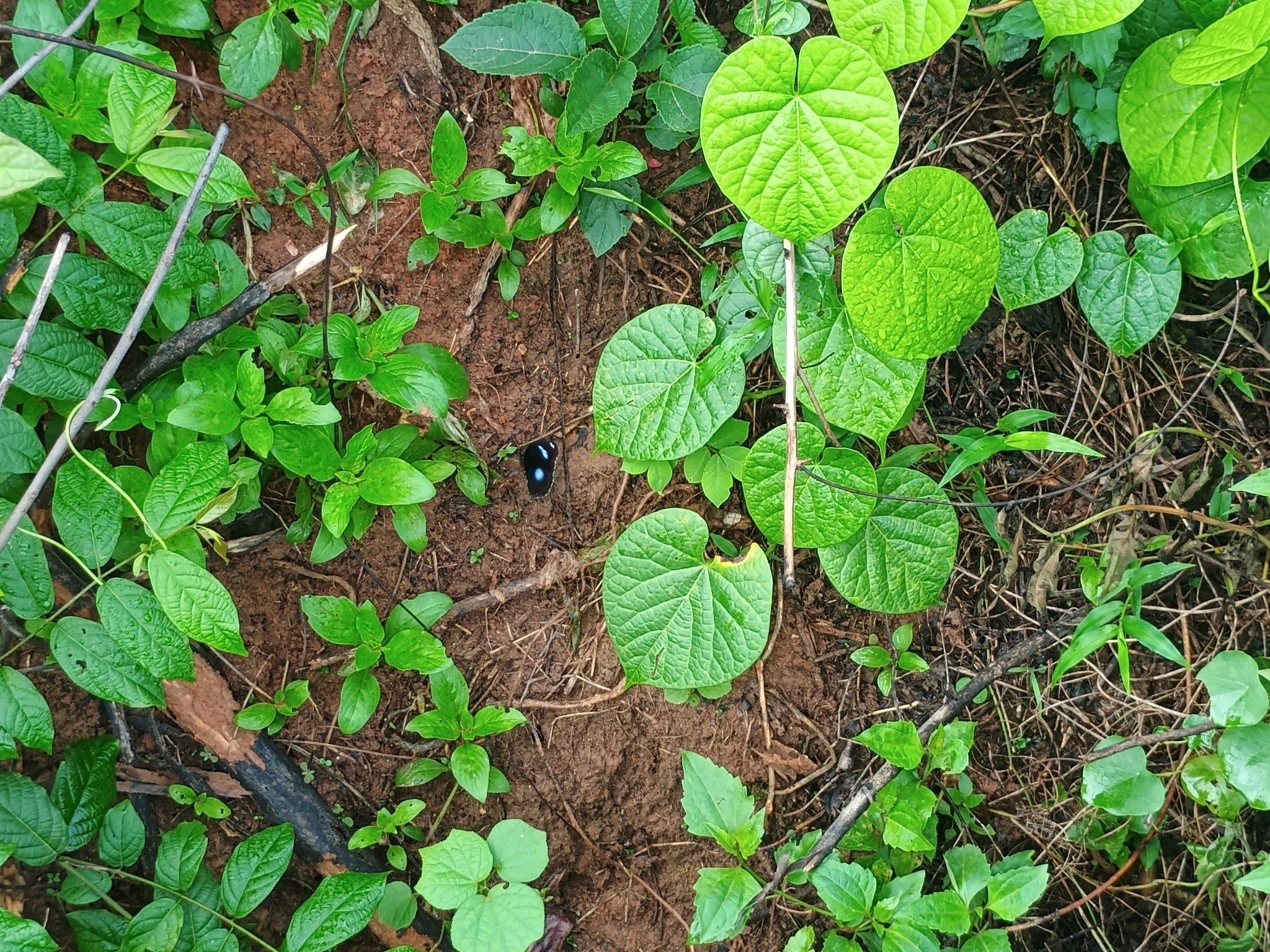 Great Eggfly