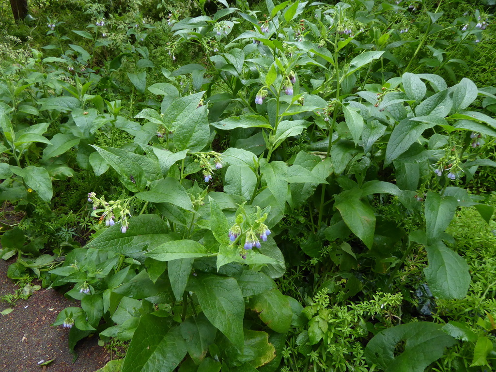 Symphytum officinale
