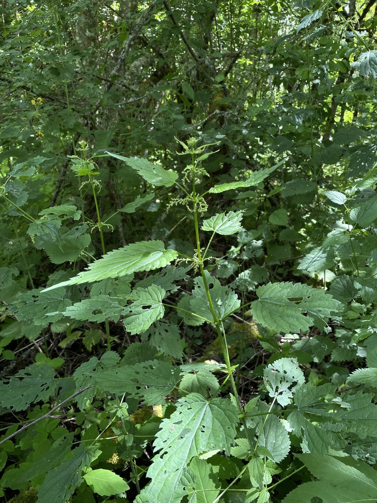 Urtica dioica
