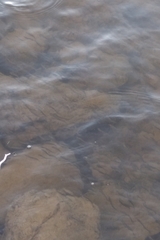 Alosa pseudoharengus