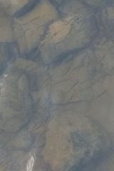 Alosa pseudoharengus