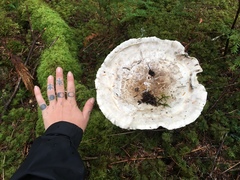 Catathelasma